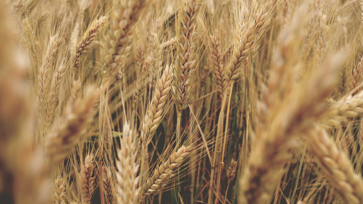 Weizenhalme als Veranschaulichung der Getreidewirtschaft, als Entwicklungsstufe der menschlichen Ernährung.